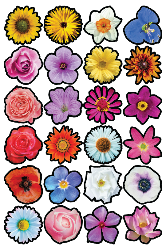 Flowers 2