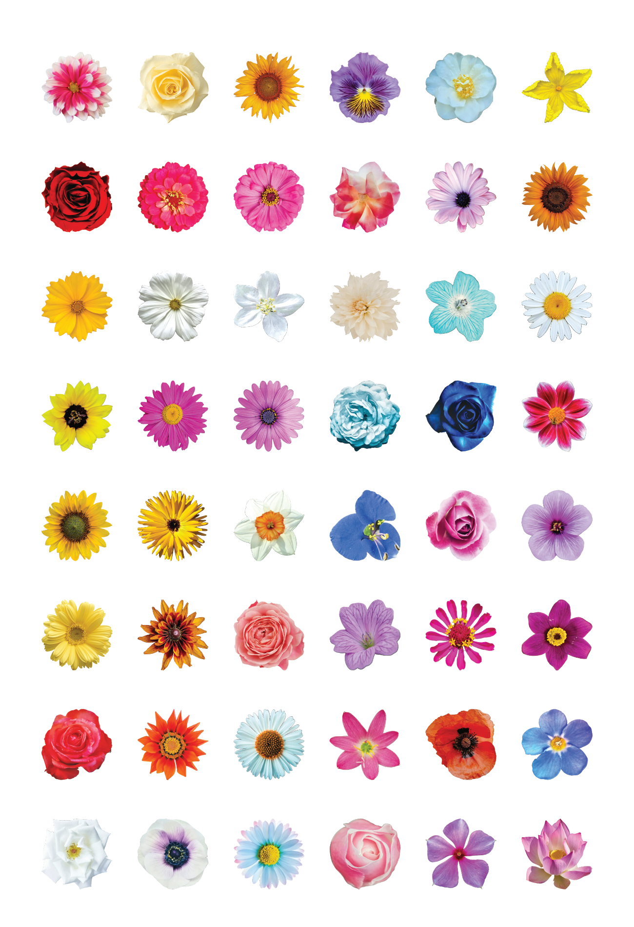 Flowers 1