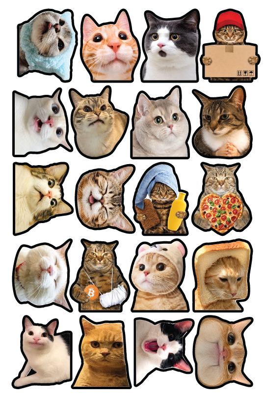 Cat 1