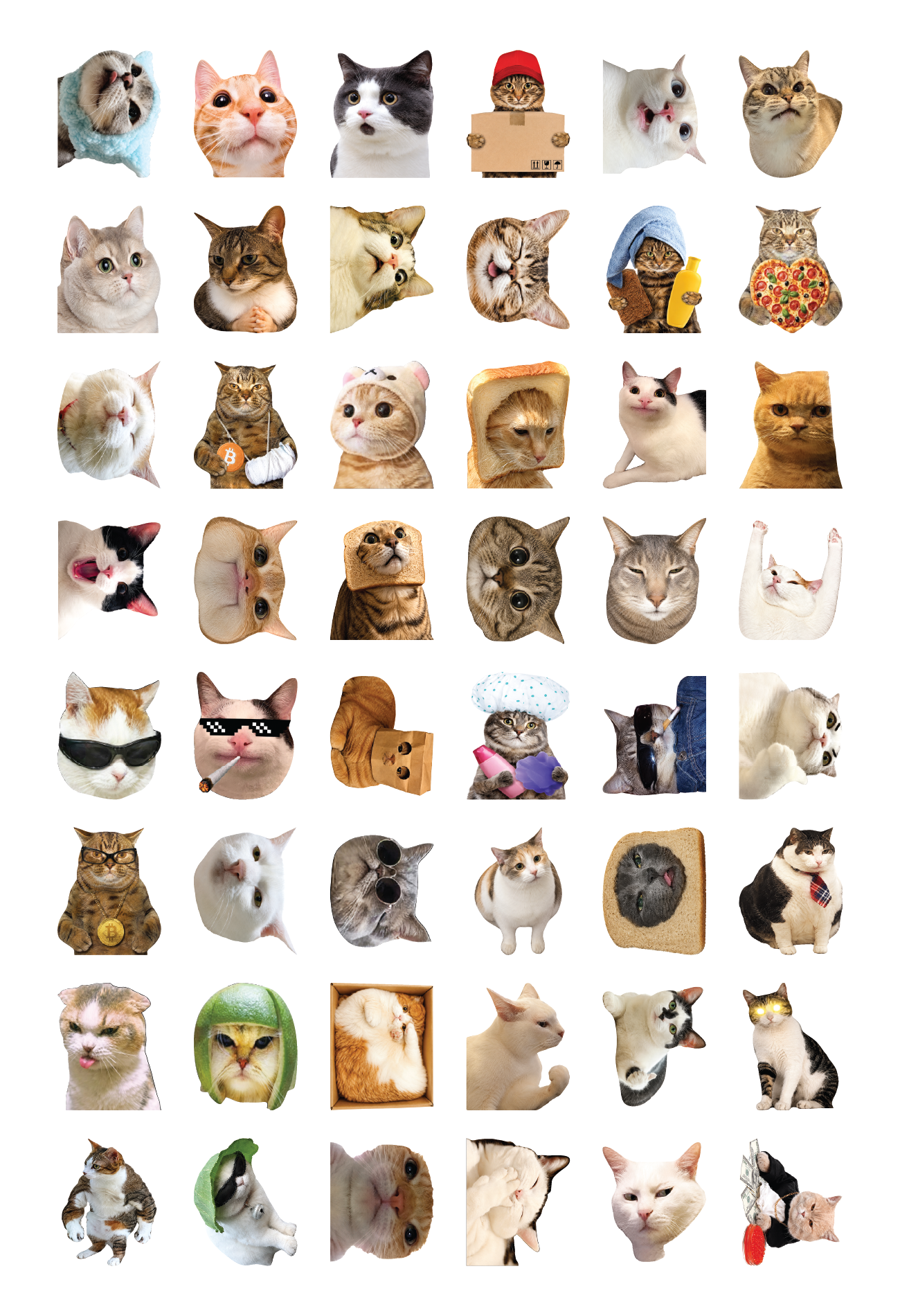 Cat 1